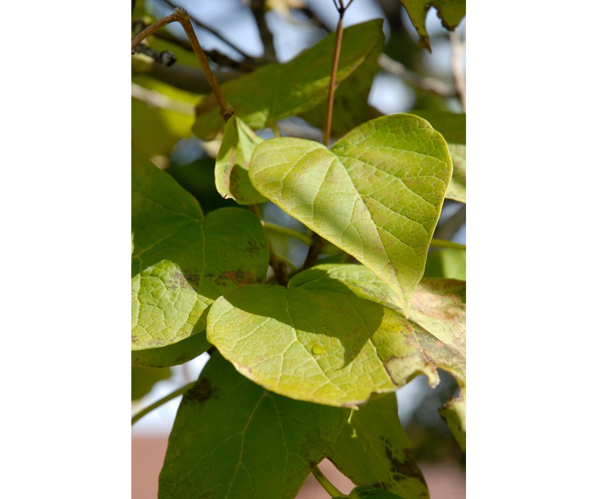 Western Catalpa
